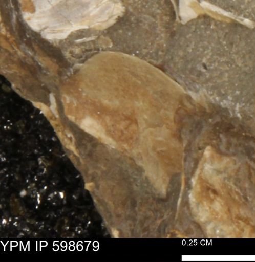 undet. Mollusca