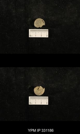 Trepospira depressa