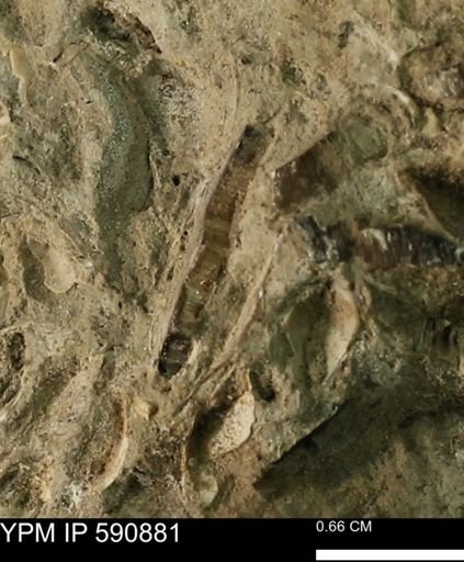 undet. Bivalvia