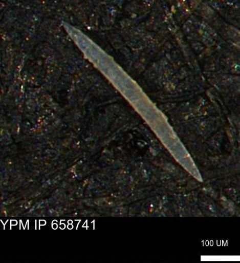 undet. Porifera