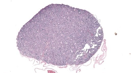 Rana clamitans