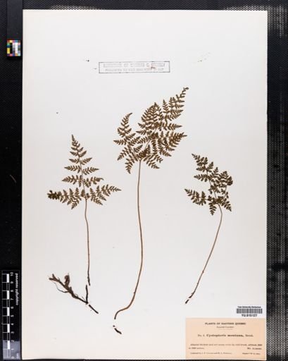 Cystopteris