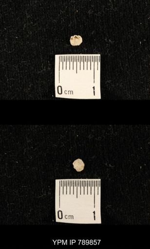undet. Brachiopoda