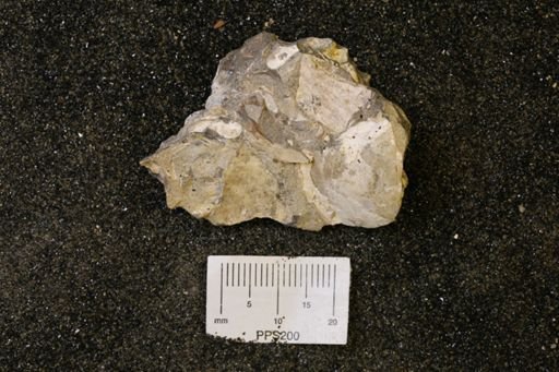 Spisula elliptica