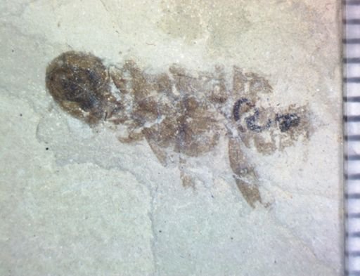undet. Hexapoda