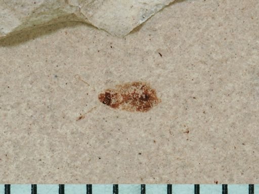 undet. Coleoptera