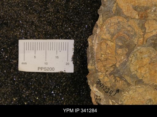 Scaphites sp.