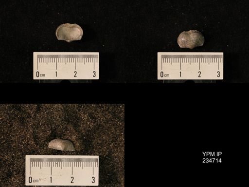 Marginifera splendens