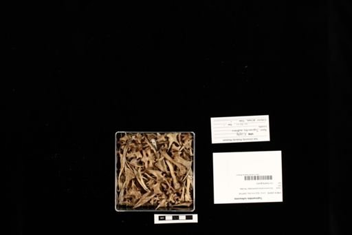 Tupinambis rufescens