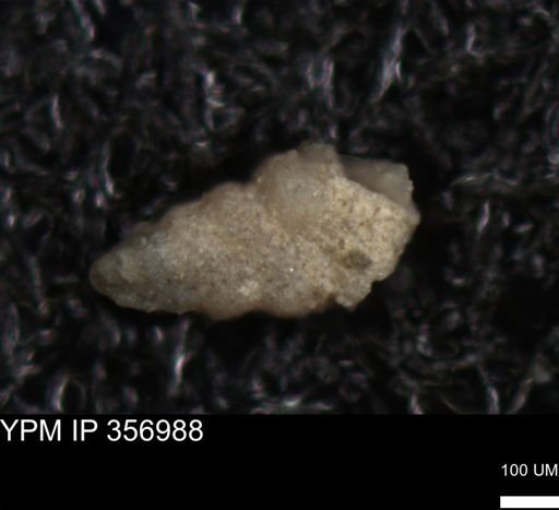 undet. Foraminiferida