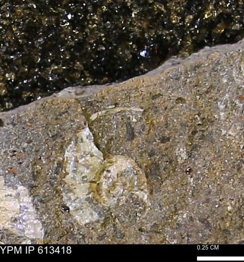 Scaphites sp.