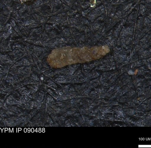 Verneuilinoides hectori