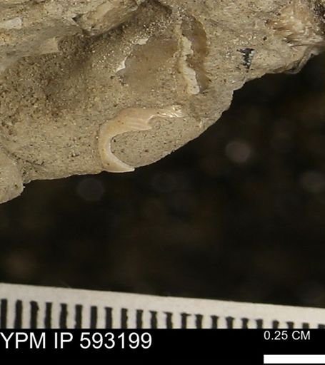 Protocardia?