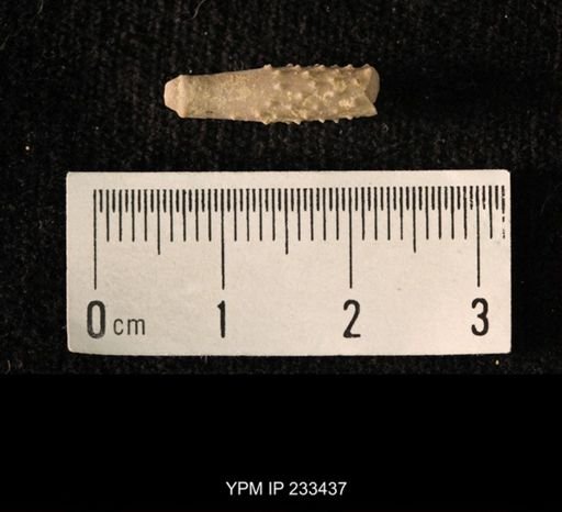 Archaeocidaris sp.