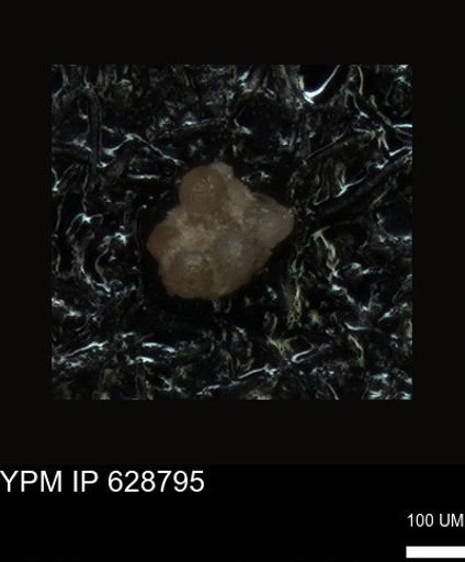 undet. Foraminiferida