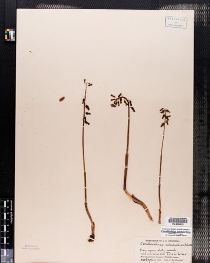 Corallorrhiza