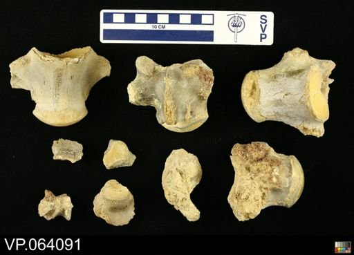 undet. Mosasauridae