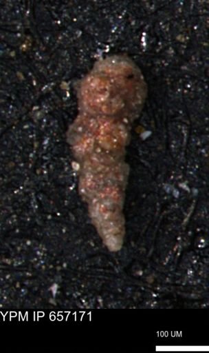 Verneuilinoides hectori
