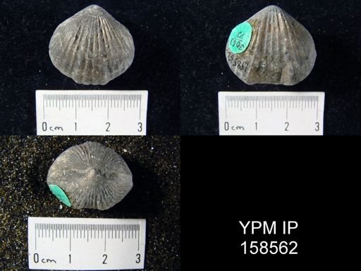Rhynchonella fringilla
