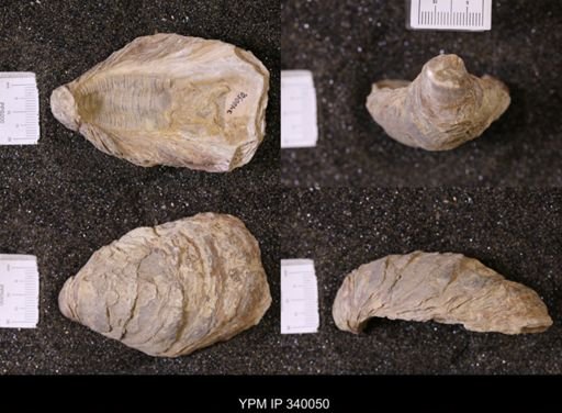 Ostrea glabra wyomingensis