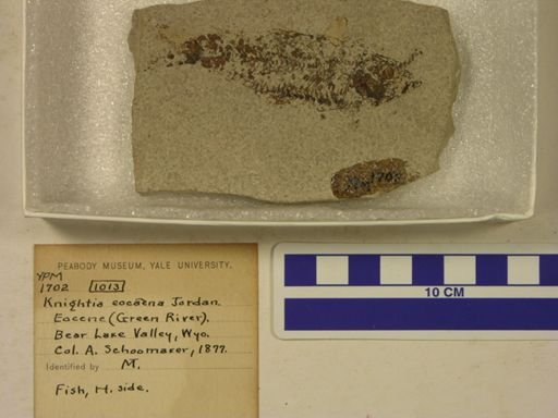 Knightia eocaena