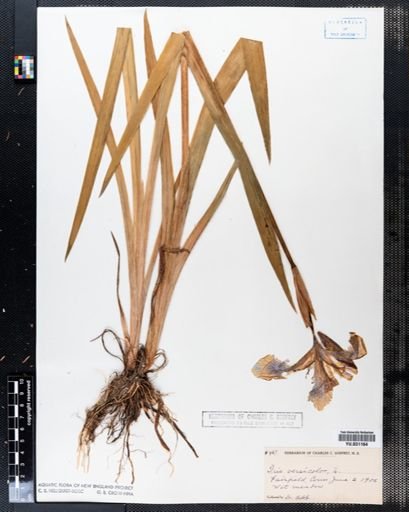 Iris versicolor