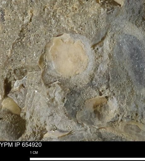 Mollusca