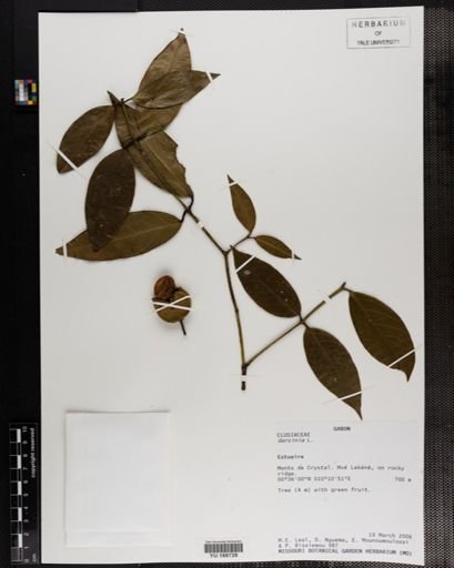 Plantae