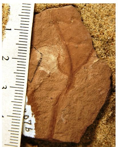 Leguminosites sp.