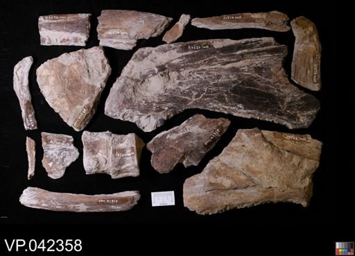 Xiphactinus?