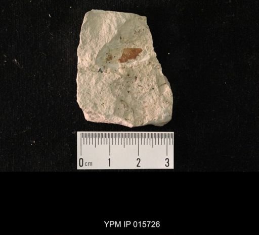 Permoblattina permiana