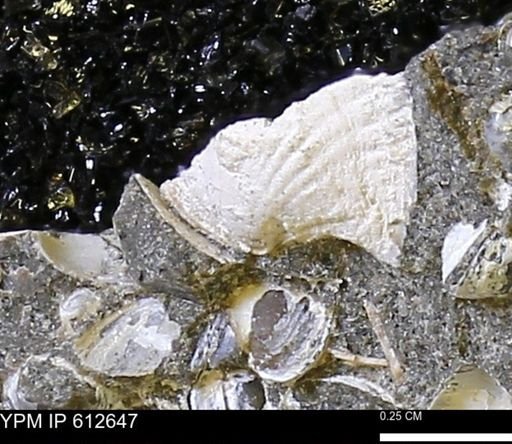 undet. Bivalvia