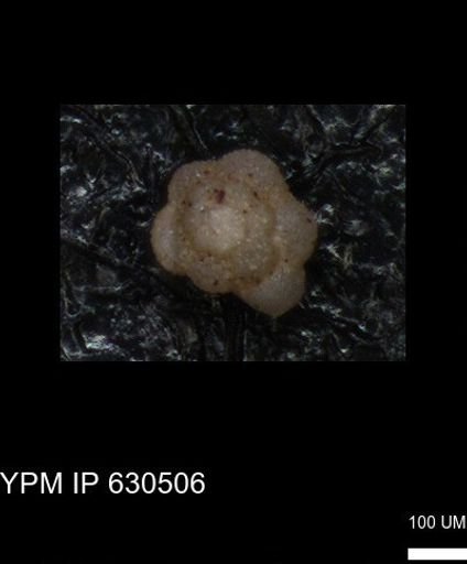 undet. Rugoglobigerinidae
