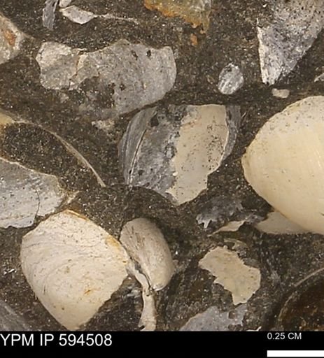 Protocardia sp.