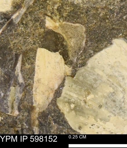 Limopsis striatopunctatus