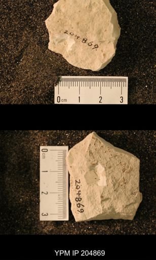 Blattaria