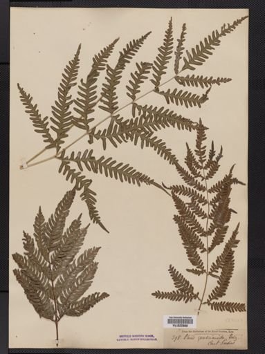 Pteris