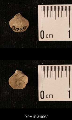 Ambocoelia planoconvexa
