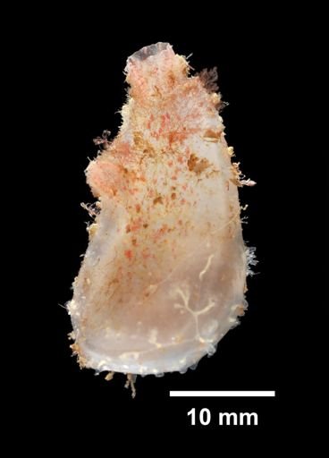 Ciona intestinalis