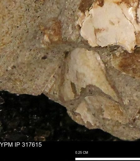 undet. Mollusca