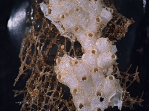 Smittina spathulifera