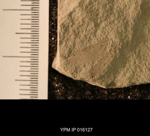 Probnis speciosa
