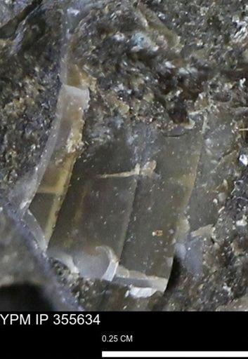 undet. Mollusca