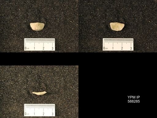 Chonetes sp.