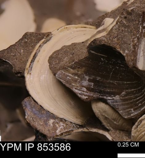 Limopsis striatopunctatus