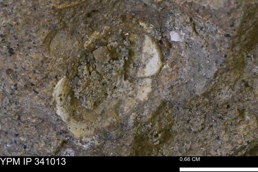 Corbicula sp.