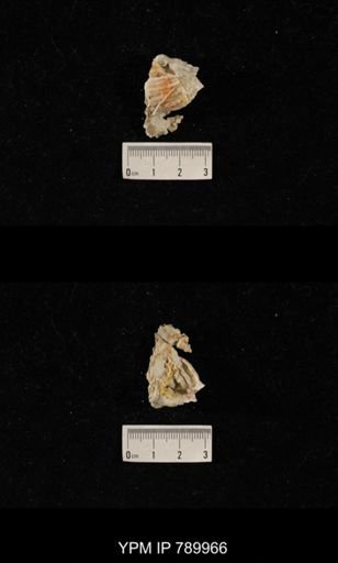 Leptodus sp.