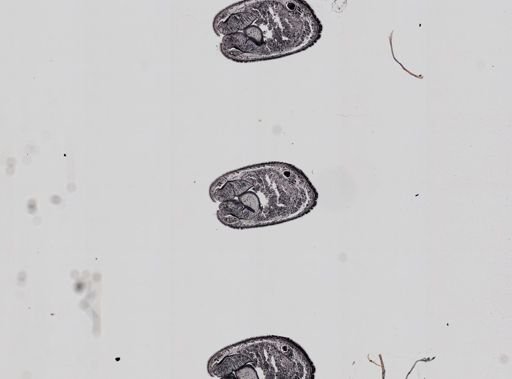 Plagiostomum whitmani