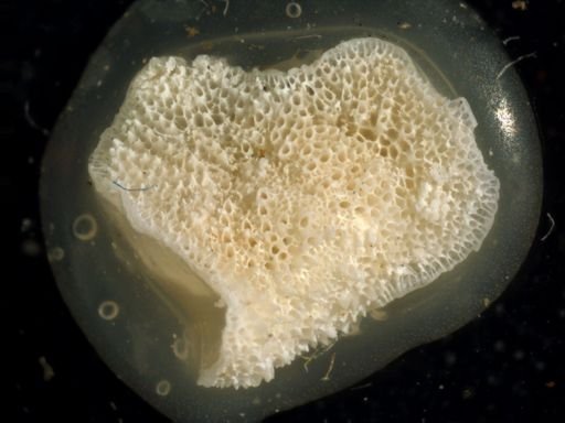 Lichenopora novaezelandiae