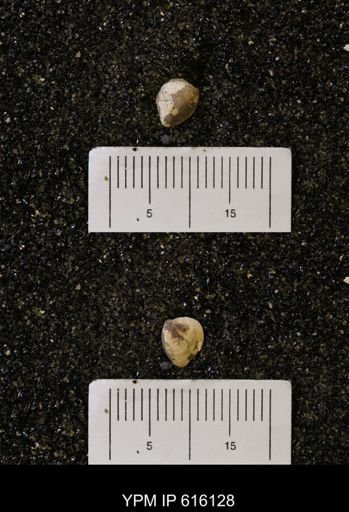 Protocardia subquadrata